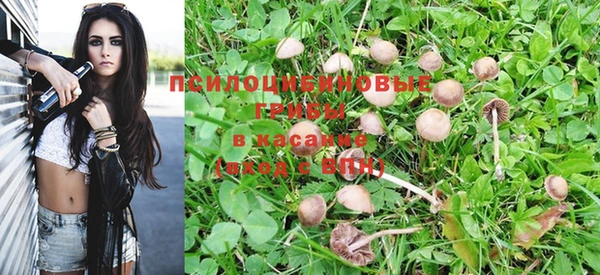 индика Абаза
